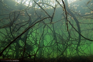 zoetwater, mangrove, onderwaterfotografie, helder water, dood hout, rivierhout
