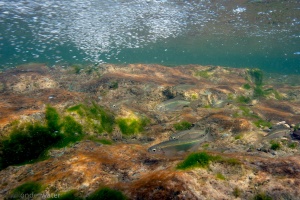 gestippelde alver in Kolpa rivier