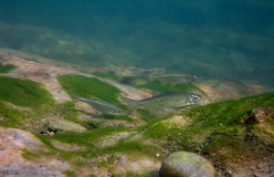 gestippelde alver in Kolpa rivier