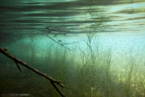 zoetwater aasgarnaaltjes, onderwaterfotografie, helder water, waterleven