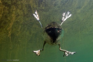 Fulica atra, meerkoet, onderwaterfotografie, watervogel, flippers