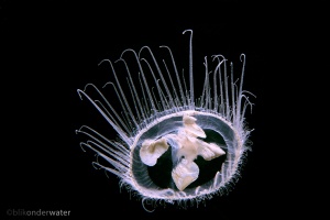 zoetwaterkwal, Craspedacusta sowerbii, poliep, Hydrozoa, onderwaterfotografie,